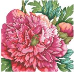 A Perfect Peony (image for) A Perfect Peony